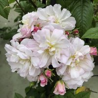 KORDES ROSEN Kletterrose, Rosa  »‘Sweet‘ Siluetta®«, Blütenfarbe: weiß/rosa - weiss von KORDES ROSEN