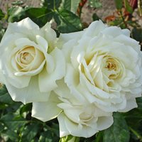 KORDES ROSEN Kletterrose Rosa  »Alaska®« - weiss von KORDES ROSEN