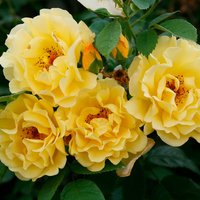 KORDES ROSEN Kletterrose Rosa  »Golden Gate®« - gelb von KORDES ROSEN