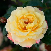 KORDES ROSEN Kletterrose Rosa  »Moonlight®« - gelb von KORDES ROSEN