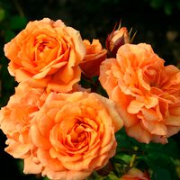 KORDES ROSEN Rose »Bentheimer Gold« von KORDES ROSEN