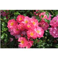 KORDES ROSEN Rose »Hotline« von KORDES ROSEN