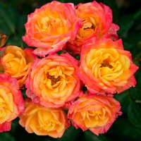 KORDES ROSEN Rose »Little Sunset« von KORDES ROSEN