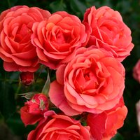 KORDES ROSEN Rose »Mandarin« von KORDES ROSEN