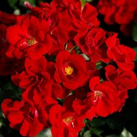 KORDES ROSEN Rose »Marondo« von KORDES ROSEN