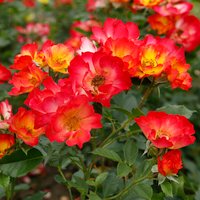 KORDES ROSEN Rose »Summer of Love« - bunt KORDES ROSEN Rose »Summer of Love« - bunt von KORDES ROSEN