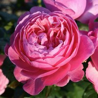 KORDES ROSEN Strauchrose, Rosa »Flora Colonia/Kölner Flora®«, Blüte: rosa, gefüllt von KORDES ROSEN