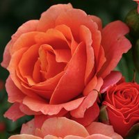 KORDES ROSEN Strauchrose, Rosa »Lambada®«, Blüte: orange, gefüllt von KORDES ROSEN
