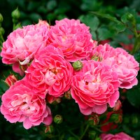 KORDES ROSEN Zwergrose, Rosa »Charmant®«, Blüten: rosa von KORDES ROSEN