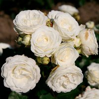 KORDES ROSEN Zwergrose, Rosa »Schneeküsschen®«, Blüten: weiß - weiss von KORDES ROSEN