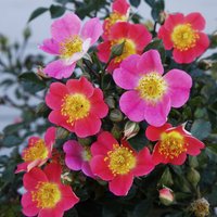 KORDES ROSEN Zwergrose, Rosa »Topolina®«, Blüten: rosa von KORDES ROSEN