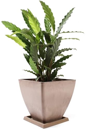 KOTARBAU® Blumentopf Pflanzgefäß groß aus recycelten Materialien 30x30x28cm mit Untersetzer 23x23x2 cm Taupe von KOTARBAU