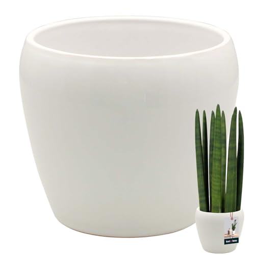 KOTARBAU® Blumentopf Weiß innen rund ⌀ 15 cm H: 15 cm glasierte Keramik Blumentöpfe innen Blumenübertopf Pflanzentopf innen Orchideenübertöpfe Blumentopf groß Flower Pot von KOTARBAU