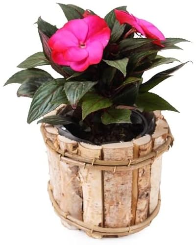 KOTARBAU® Runder Blumentopf aus Birkenholz Übertopf für Blumen 16 x 16 x 12 von KOTARBAU