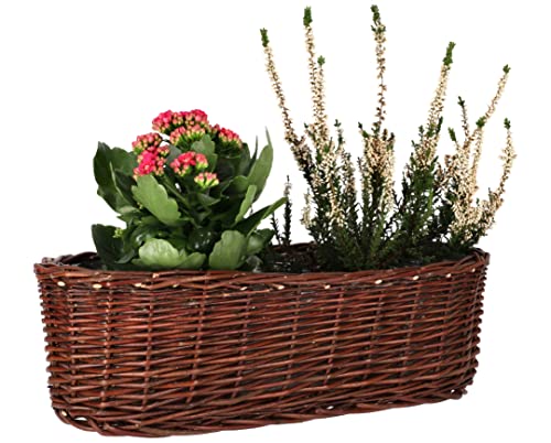 KOTARBAU® Übertopf aus Weide Flechtwaren Blumentopf Oval für Blumen Pflanzen Naturkorb 50 cm Blumenkasten Rattan Flechtkorb von KOTARBAU