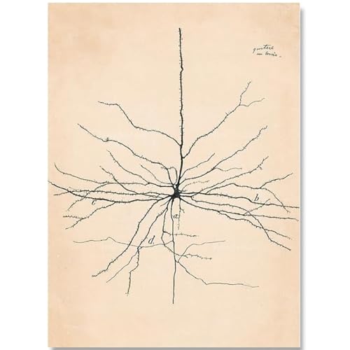 KSHAO ATHQW Wandkunst, berühmte Neuronen, Santiago Ramon, Poster, Anatomie, Leinwand, Gemälde, Purkinje-Zellen, abstrakte Drucke für Heimdekoration, Bild, 40 x 60 cm, ohne Rahmen von KSHAO ATHQW