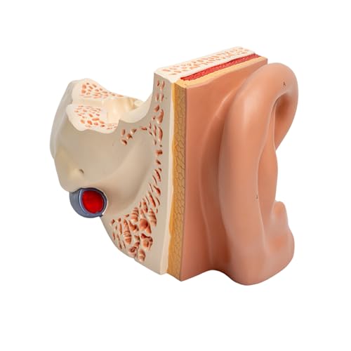 Vergrößertes menschliches Ohr-Anatomie-Modell, anatomisches Ohrmodell, zeigt Außenohr-Innenohr-Struktur für den Unterricht von KUAIYIJU