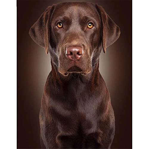 5D Diamond Painting full Set，Labrador Retriever Malen nach Zahlen Diamant Gemälde，Kristall-Strass-Kreuzstich-Stickerei Kunsthandwerk Leinwand für Home Wand-Decor Geschenk 25x30cm/10x12inch Round Drill von KUNOVO