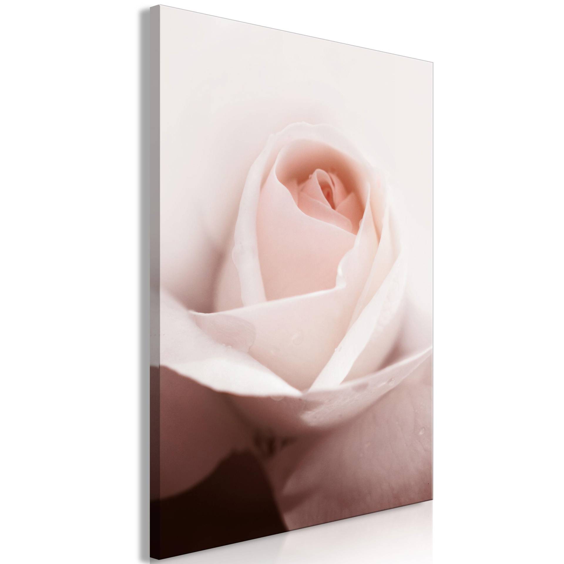KUNSTDRUCK Rosa 40/60 cm KUNSTDRUCK Rosa 40/60 cm von KUNSTLOFT
