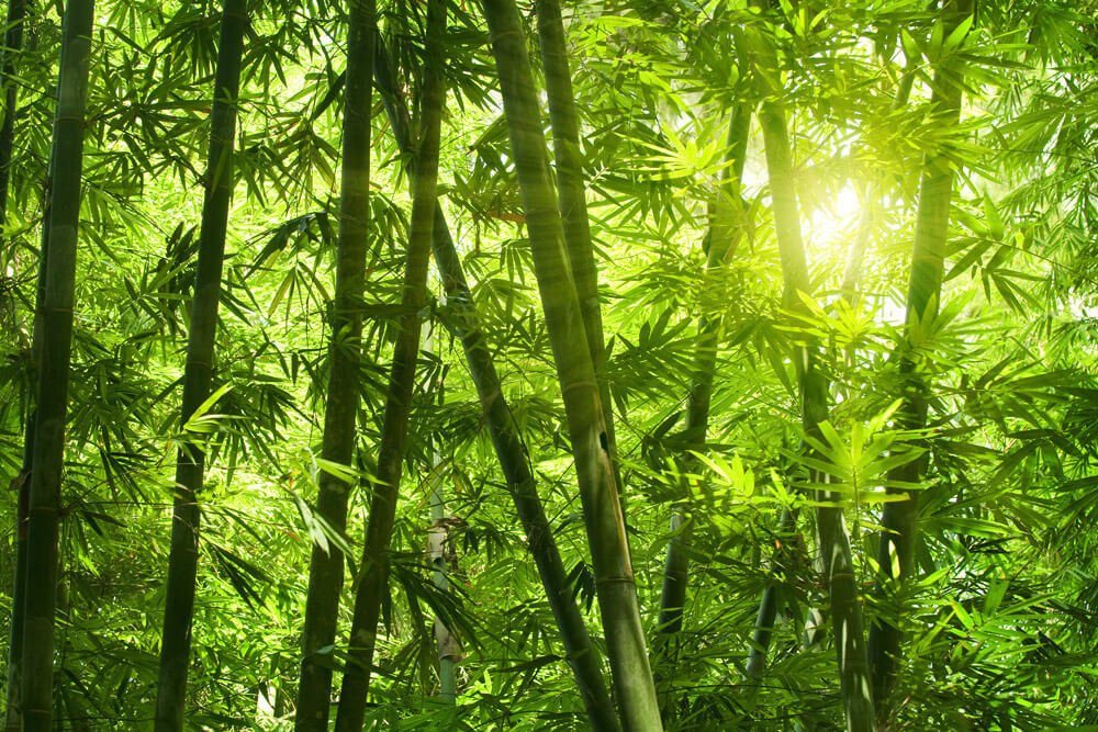 KUNSTLOFT Vliestapete Bamboo Forest 4x2.67 m, leicht glänzend, lichtbeständige Design Tapete von KUNSTLOFT