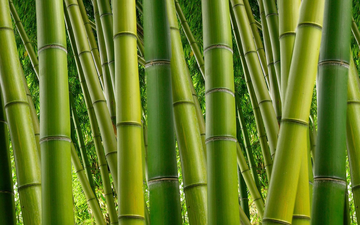 KUNSTLOFT Vliestapete Bambus 2 4x2.67 m, leicht glänzend, lichtbeständige Design Tapete von KUNSTLOFT