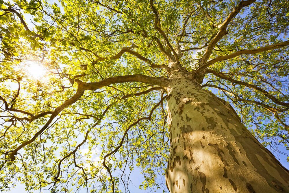 KUNSTLOFT Vliestapete Green Canopy Tree 4x2.67 m, leicht glänzend, lichtbeständige Design Tapete von KUNSTLOFT