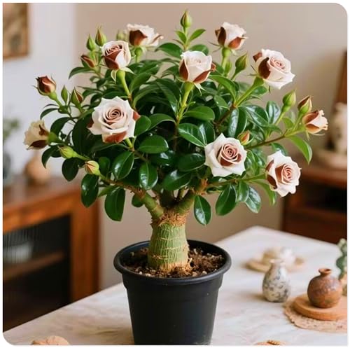 Adenium Obesum Knolle – Winterharte, Mehrjährige Zierpflanze – Für Beet, Topf und Terrasse-2zwiebeln-E Adenium Obesum Knolle – Winterharte, Mehrjährige Zierpflanze – Für Beet, Topf und Terrasse-2zwiebeln-E von KVHSVB