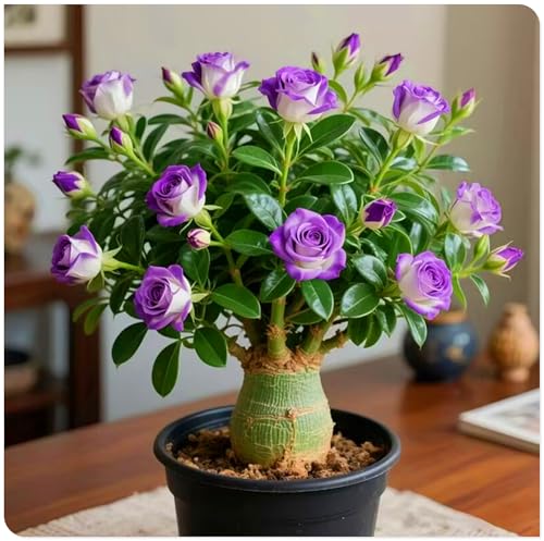 Adenium Obesum Knolle – Winterharte, Mehrjährige Zierpflanze – Für Beet, Topf und Terrasse-4zwiebeln-A Adenium Obesum Knolle – Winterharte, Mehrjährige Zierpflanze – Für Beet, Topf und Terrasse-4zwiebeln-A von KVHSVB