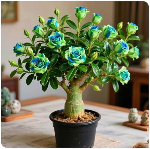 Adenium Obesum Knolle – Winterharte, Mehrjährige Zierpflanze – Für Beet, Topf und Terrasse-4zwiebeln-B Adenium Obesum Knolle – Winterharte, Mehrjährige Zierpflanze – Für Beet, Topf und Terrasse-4zwiebeln-B von KVHSVB