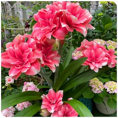 Amaryllis-Staudenzwiebeln, geeignet für deutsche Hausgärten, können auch im Winter blühen-2zwiebeln-T Amaryllis-Staudenzwiebeln, geeignet für deutsche Hausgärten, können auch im Winter blühen-2zwiebeln-T von KVHSVB