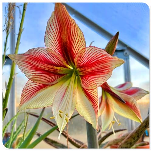 Amaryllis-Staudenzwiebeln, geeignet für deutsche Hausgärten, können auch im Winter blühen-3zwiebeln-R von KVHSVB