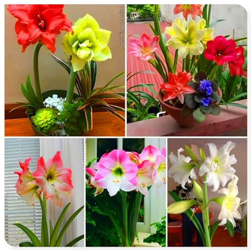 Amaryllis-Staudenzwiebeln, geeignet für deutsche Hausgärten, können auch im Winter blühen-4zwiebeln-A Amaryllis-Staudenzwiebeln, geeignet für deutsche Hausgärten, können auch im Winter blühen-4zwiebeln-A von KVHSVB