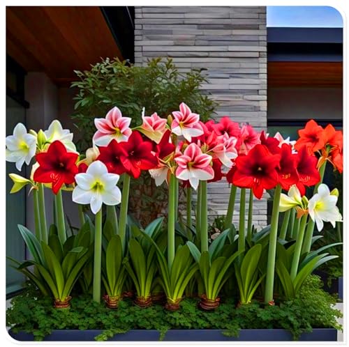 Amaryllis-Staudenzwiebeln, geeignet für deutsche Hausgärten, können auch im Winter blühen-4zwiebeln-W Amaryllis-Staudenzwiebeln, geeignet für deutsche Hausgärten, können auch im Winter blühen-4zwiebeln-W von KVHSVB