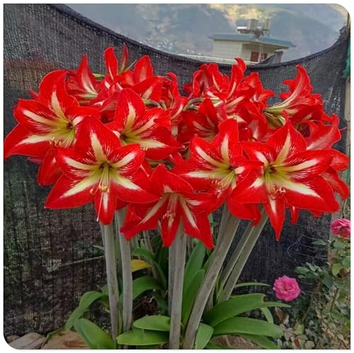 Amaryllis-Staudenzwiebeln, geeignet für deutsche Hausgärten, können auch im Winter blühen-4zwiebeln-Y Amaryllis-Staudenzwiebeln, geeignet für deutsche Hausgärten, können auch im Winter blühen-4zwiebeln-Y von KVHSVB