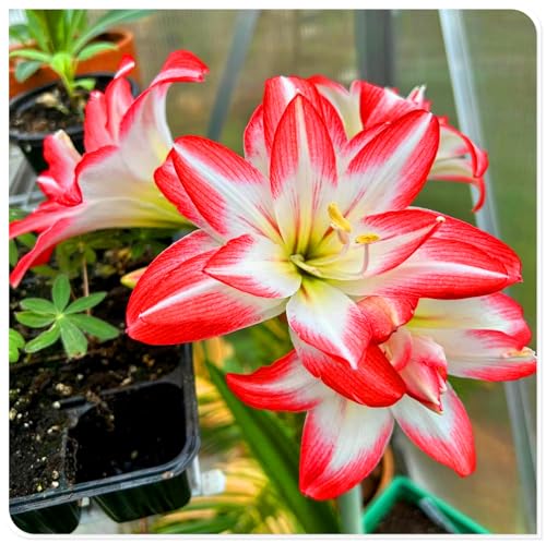Amaryllis-Staudenzwiebeln, geeignet für deutsche Hausgärten, können auch im Winter blühen-5zwiebeln-Q Amaryllis-Staudenzwiebeln, geeignet für deutsche Hausgärten, können auch im Winter blühen-5zwiebeln-Q von KVHSVB