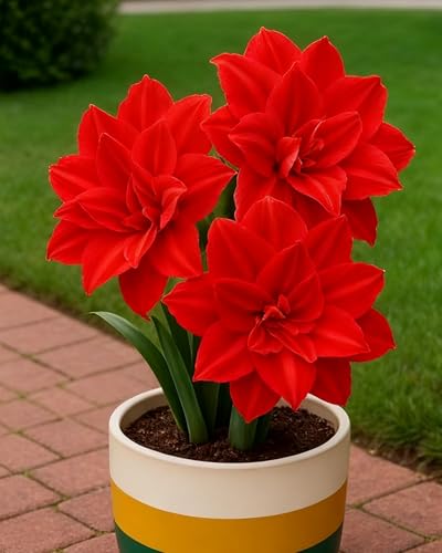 Amarylliszwiebeln, ideal für die Gartengestaltung sowie als Dekoration für Innen- und Außenräume-1zwiebeln-C von KVHSVB