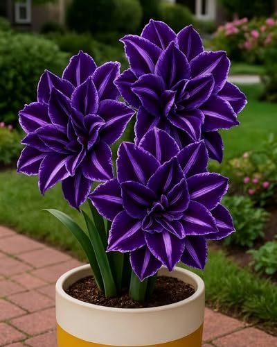 Amarylliszwiebeln, ideal für die Gartengestaltung sowie als Dekoration für Innen- und Außenräume-2zwiebeln-V Amarylliszwiebeln, ideal für die Gartengestaltung sowie als Dekoration für Innen- und Außenräume-2zwiebeln-V von KVHSVB