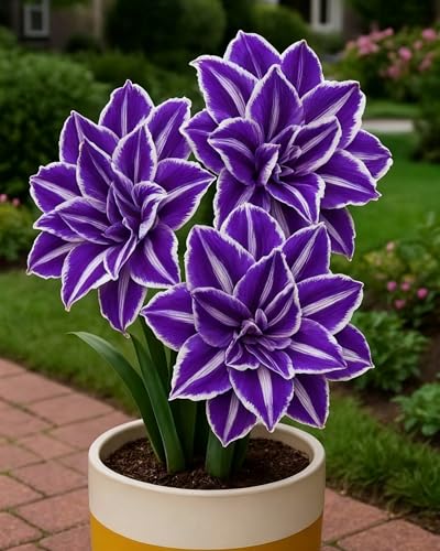 Amarylliszwiebeln, ideal für die Gartengestaltung sowie als Dekoration für Innen- und Außenräume-2zwiebeln-Z Amarylliszwiebeln, ideal für die Gartengestaltung sowie als Dekoration für Innen- und Außenräume-2zwiebeln-Z von KVHSVB