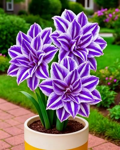 Amarylliszwiebeln, ideal für die Gartengestaltung sowie als Dekoration für Innen- und Außenräume-3zwiebeln-B Amarylliszwiebeln, ideal für die Gartengestaltung sowie als Dekoration für Innen- und Außenräume-3zwiebeln-B von KVHSVB