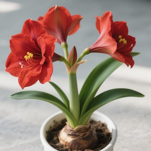 Amarylliszwiebeln – für elegante Dekoration und raffinierte Akzente im Innen- und Außenbereich.-3zwiebeln-C von KVHSVB