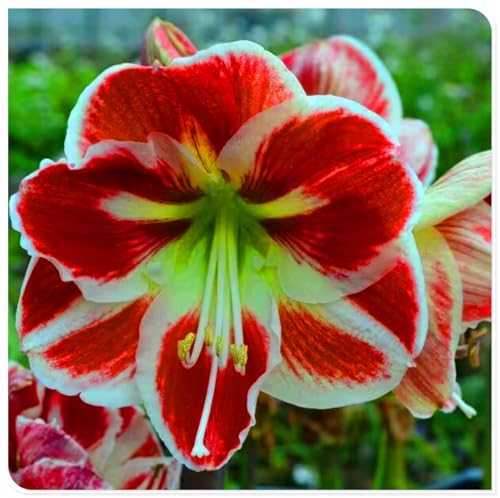 Amarylliszwiebeln sind kältebeständig und schattentolerant, blühen viele Jahre lang und sind eine gute Wahl für die Dekoration von Gärten-5zwiebeln-C Amarylliszwiebeln sind kältebeständig und schattentolerant, blühen viele Jahre lang und sind eine gute Wahl für die Dekoration von Gärten-5zwiebeln-C von KVHSVB