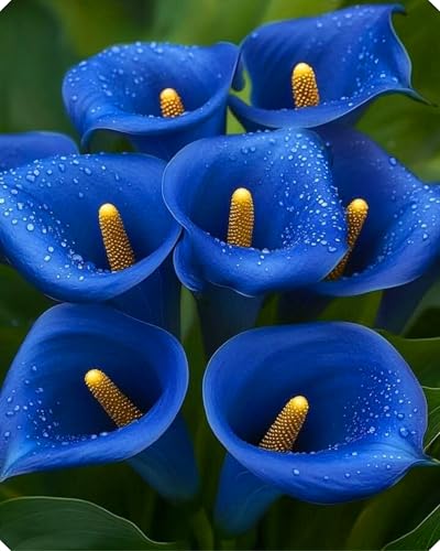 Calla-Lilie, bauchige Zierblume, mehrjährig, kältebeständig, immergrün, geeignet für die Topfkultur und Gartenbepflanzung-10zwiebeln-C Calla-Lilie, bauchige Zierblume, mehrjährig, kältebeständig, immergrün, geeignet für die Topfkultur und Gartenbepflanzung-10zwiebeln-C von KVHSVB