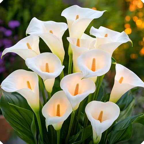 Calla-Lilien-Blumenzwiebeln sind äußerst dekorative und winterharte mehrjährige Pflanzen, die sich für den Einsatz in Innenhöfen oder auf Terrassen in der EU eignen-2zwiebeln-B Calla-Lilien-Blumenzwiebeln sind äußerst dekorative und winterharte mehrjährige Pflanzen, die sich für den Einsatz in Innenhöfen oder auf Terrassen in der EU eignen-2zwiebeln-B von KVHSVB