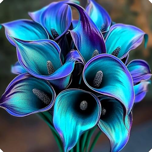 Calla-Lilien-Mehrjahresblumenzwiebeln sind kältebeständig und stark, wachsen schnell und eignen sich für die Gestaltung von Balkongrünpflanzen-6zwiebeln-C Calla-Lilien-Mehrjahresblumenzwiebeln sind kältebeständig und stark, wachsen schnell und eignen sich für die Gestaltung von Balkongrünpflanzen-6zwiebeln-C von KVHSVB