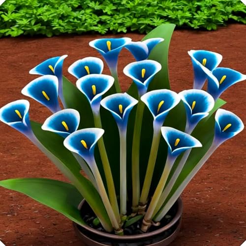 Calla-Lilienzwiebel-Set, einfach zu pflanzen und zu pflegen, geeignet für die Begrünung des Hauses, mehrjährig, kann zu jeder Jahreszeit genossen werden-4zwiebeln-Z Calla-Lilienzwiebel-Set, einfach zu pflanzen und zu pflegen, geeignet für die Begrünung des Hauses, mehrjährig, kann zu jeder Jahreszeit genossen werden-4zwiebeln-Z von KVHSVB