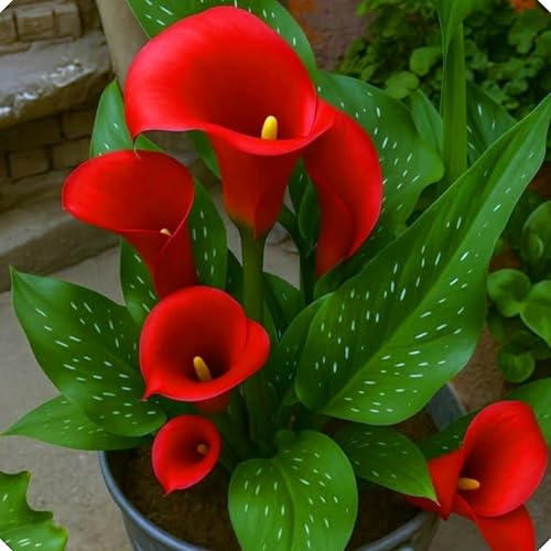 Calla-Lilienzwiebel-Set Leuchtende Farben und elegante Formen Mehrjährig und pflegeleicht Für natürliche Schönheit-4zwiebeln-C Calla-Lilienzwiebel-Set Leuchtende Farben und elegante Formen Mehrjährig und pflegeleicht Für natürliche Schönheit-4zwiebeln-C von KVHSVB