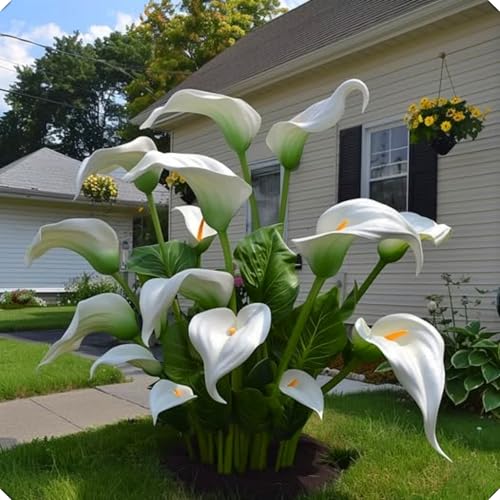 Calla-Lilienzwiebelblume, immergrüne, mehrjährige Blüte, geeignet für die Bepflanzung von Gärten und Balkonen im Freien-6zwiebeln-B Calla-Lilienzwiebelblume, immergrüne, mehrjährige Blüte, geeignet für die Bepflanzung von Gärten und Balkonen im Freien-6zwiebeln-B von KVHSVB