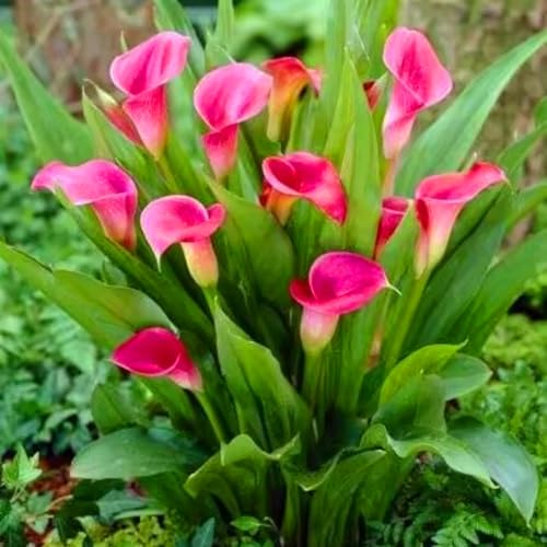 Calla-Lilienzwiebeln sind das ganze Jahr über immergrün, pflegeleicht, blühen viele Jahre, sind umweltfreundlich und für den Hausgarten geeignet Calla-Lilienzwiebeln sind das ganze Jahr über immergrün, pflegeleicht, blühen viele Jahre, sind umweltfreundlich und für den Hausgarten geeignet von KVHSVB