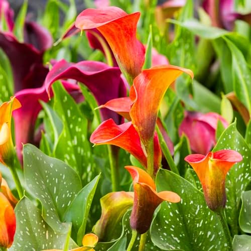 Calla-Lilienzwiebeln sind das ganze Jahr über immergrün, pflegeleicht, blühen viele Jahre, sind umweltfreundlich und für den Hausgarten geeignet von KVHSVB