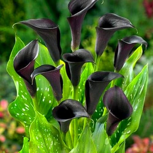 Calla-Lilienzwiebeln sind das ganze Jahr über immergrün, pflegeleicht, blühen viele Jahre, sind umweltfreundlich und für den Hausgarten geeignet Calla-Lilienzwiebeln sind das ganze Jahr über immergrün, pflegeleicht, blühen viele Jahre, sind umweltfreundlich und für den Hausgarten geeignet von KVHSVB